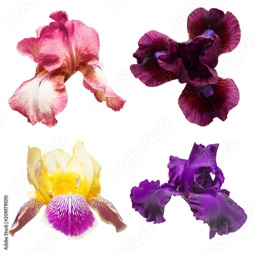 Canvas Print Collection of multicolored flowers head irises isolated on white background