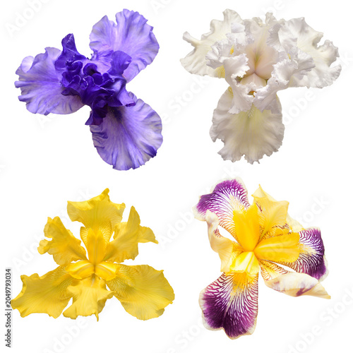 Quadro su tela Collection of multicolored flowers head irises isolated on white background