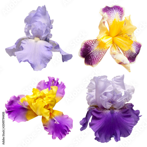 Bild auf Leinwand Collection of multicolored flowers head irises isolated on white background