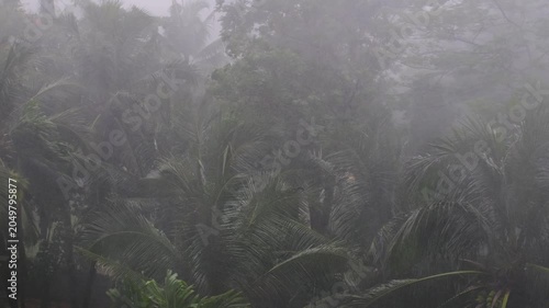 Tropical Monsoon Rainstorm with Palm Trees - Heavy Rain Jakarta Indonesia Nature Footage