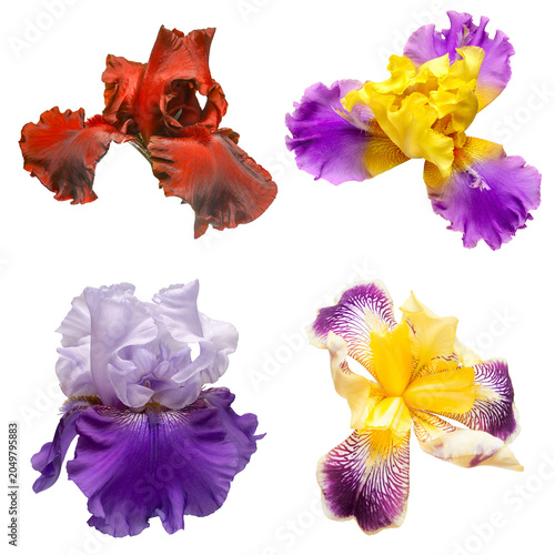 Slika na platnu Collection of multicolored flowers head irises isolated on white background