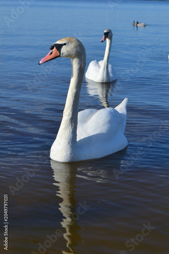 White Swan on the Lake. Mute Swan (Cygnus olor) gliding across the Lake at sunset. European bird wildlife. A beautiful swan swimming in a pond.A mute swan wading in a deep lake