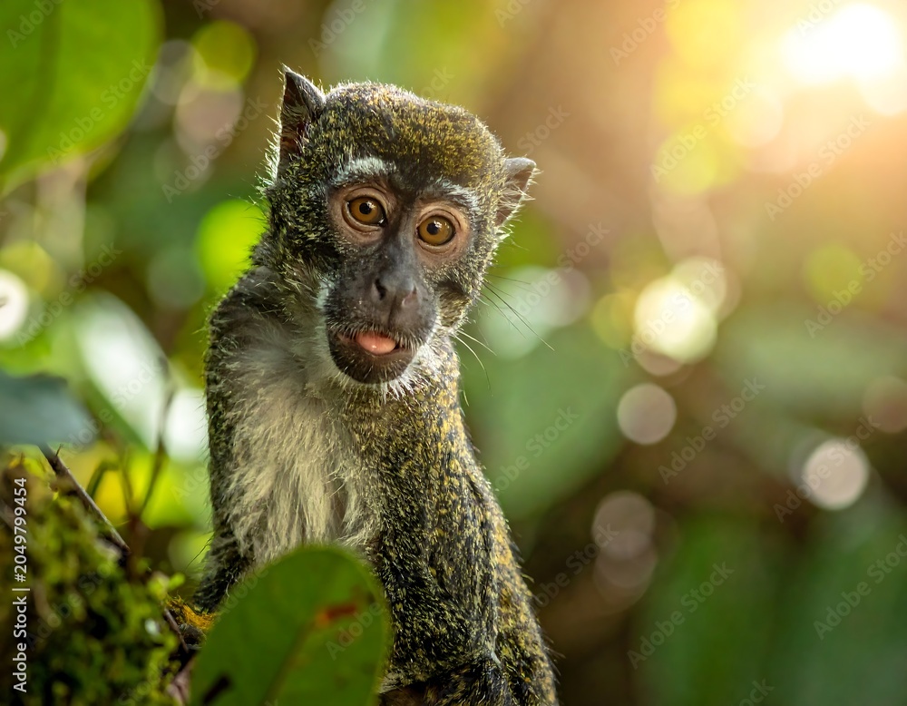 Fototapeta premium Monkey in Forest with Green Foliage.