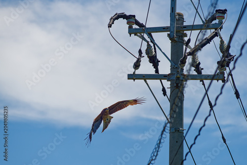 Black kite bird flying near utility pole against blue sky in Japan