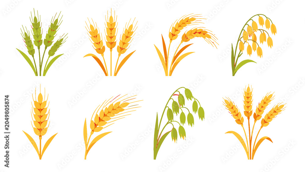 Obraz premium Set of wheat and rice ears in hand drawn vector style