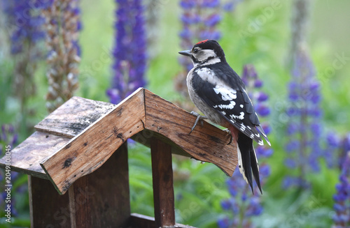 Buntspecht am Vogelhaus