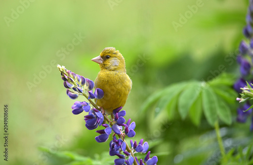 Grünfink auf einer Lupine