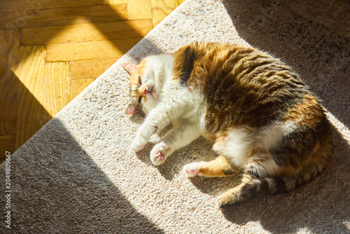 Cute chubby calico cat sleeping on carpet in sunlight
