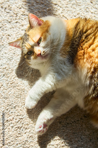 Fotografía Fluffy calico cat sleeping in sunlight