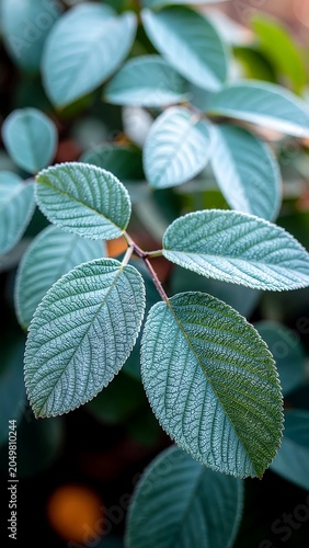 Close-up of Green Leaves on a Plant Branch.