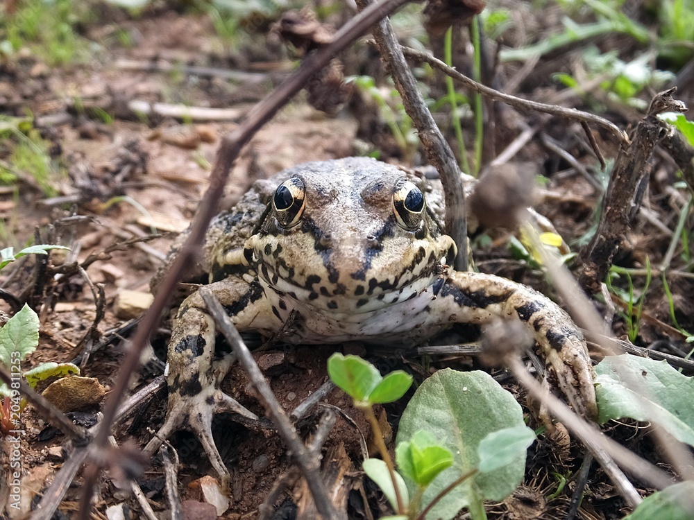 Obraz premium Water Frog Looking Toward Camera in Natural Habitat