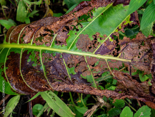 Obraz na plátne Detailed close-up horizontal view of a dry fallen leaf decomposing naturally among small green grass, representing organic soil mulch