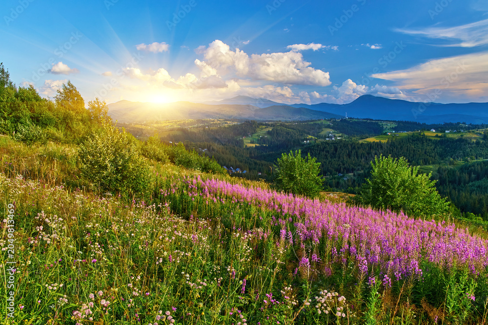 Obraz premium Purple Wildflowers Mountain Meadow Landscape