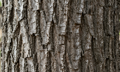 Closeup of Bark with Cracks