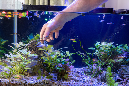 Photos Close up photo of routine aquarium care, showing a hand trimming and pruning green aquatic plants with long scissors to maintain an aquascape layout in a freshwater fish tank