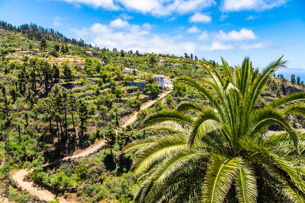 Fototapeta premium Vibrant green palm tree stands in the foreground of a terraced hillside village near Puntagorda, La Palma, Canary Islands, Spain