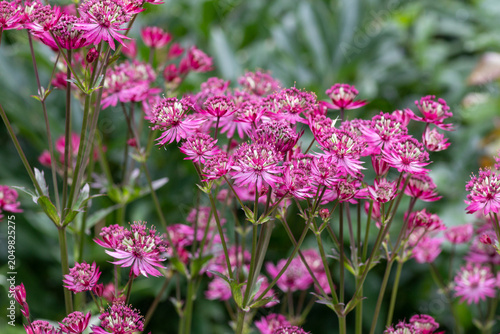 Purplish-red flowers of Astrantia major (greater masterwort) of the 'Ruby Wedding' variety in the garden