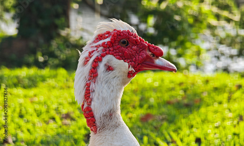 Muscovy duck with distinctive red facial features against