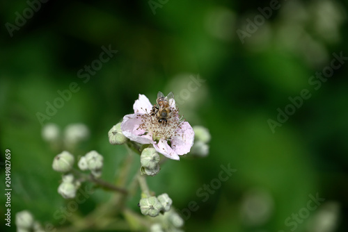 Black bee on white blossom. Detail of black insect sitting on white blossom.