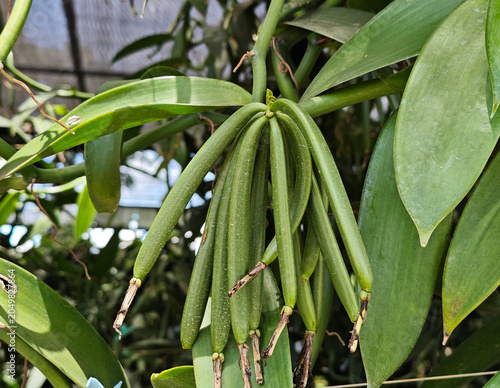 Vanilla green pods in the garden