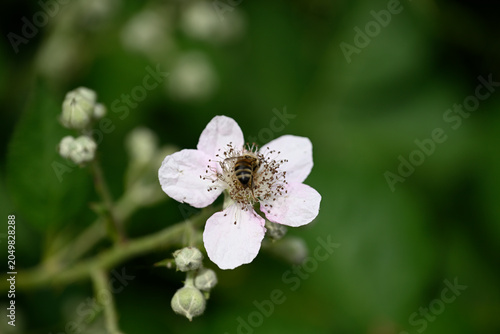 Black bee on white blossom. Detail of black insect sitting on white blossom.