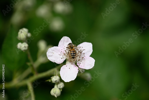 Black bee on white blossom. Detail of black insect sitting on white blossom.