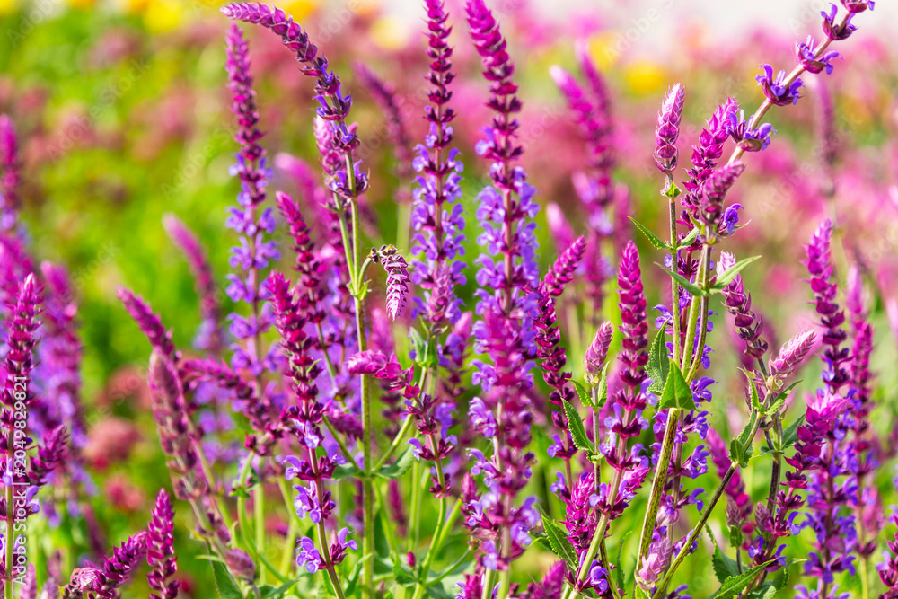 Obraz premium Salvia grows in a field in the wild