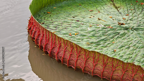Victoria lotus leaf texture, Giant amazon water lily on pond surface.close up