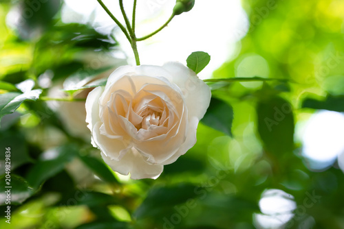 Weiße Rosenblüte