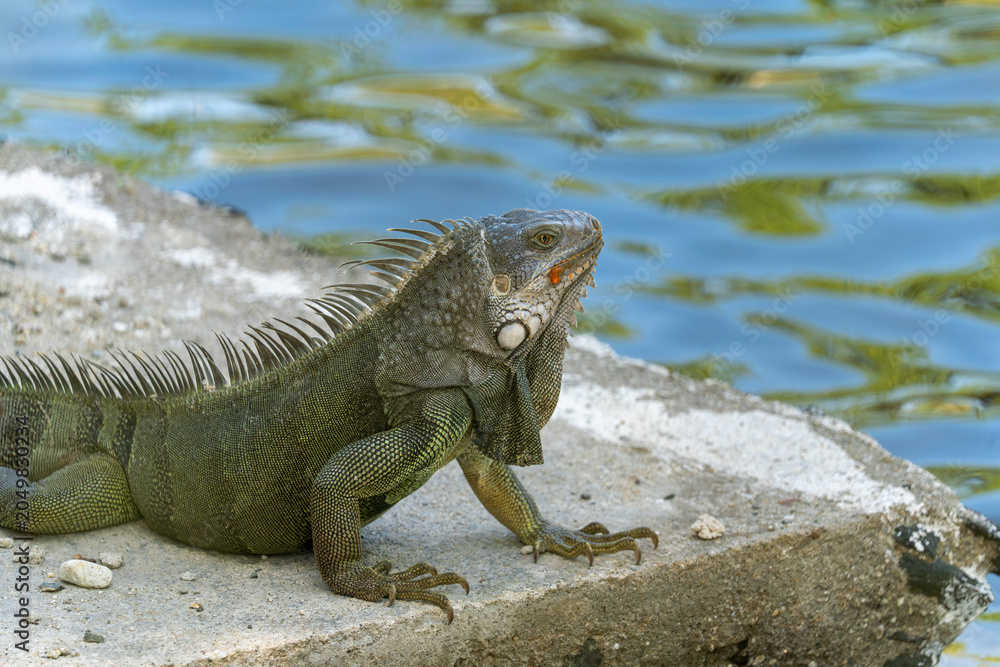 Fototapeta premium Green iguana beside tropical waterside