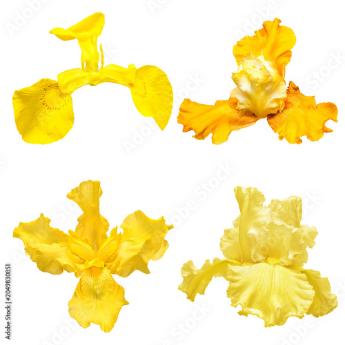 фотографія Collection yellow flowers head irises isolated on white background
