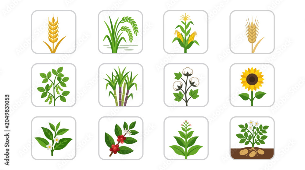 Fototapeta premium Premium flat minimal vector icon set of 12 farm crops: wheat, rice plant, corn, barley, soybean, sugarcane, cotton plant, sunflower crop, tea plant, coffee plant, tobacco plant, potato plant