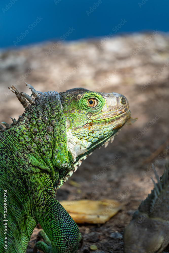 Fototapeta premium Green iguana portrait by blue waterside