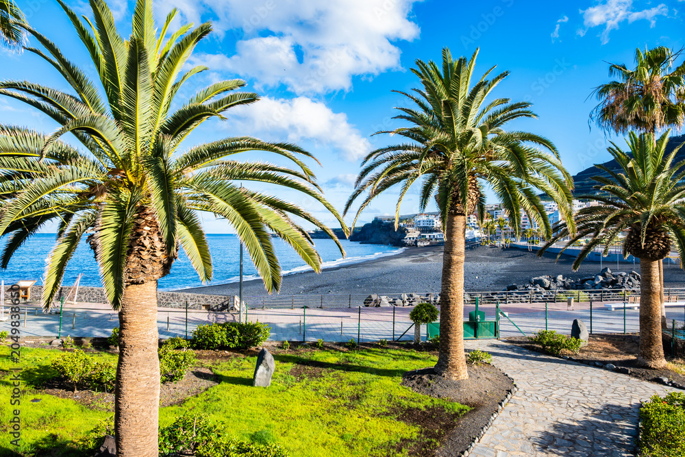 Obraz premium Tall palm trees stand in a green garden overlooking a dark volcanic sand beach and the blue ocean in Puerto Naos town, La Palma, Canary Islands, Spain
