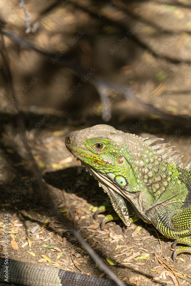 Fototapeta premium Green iguana resting in dappled sunlight