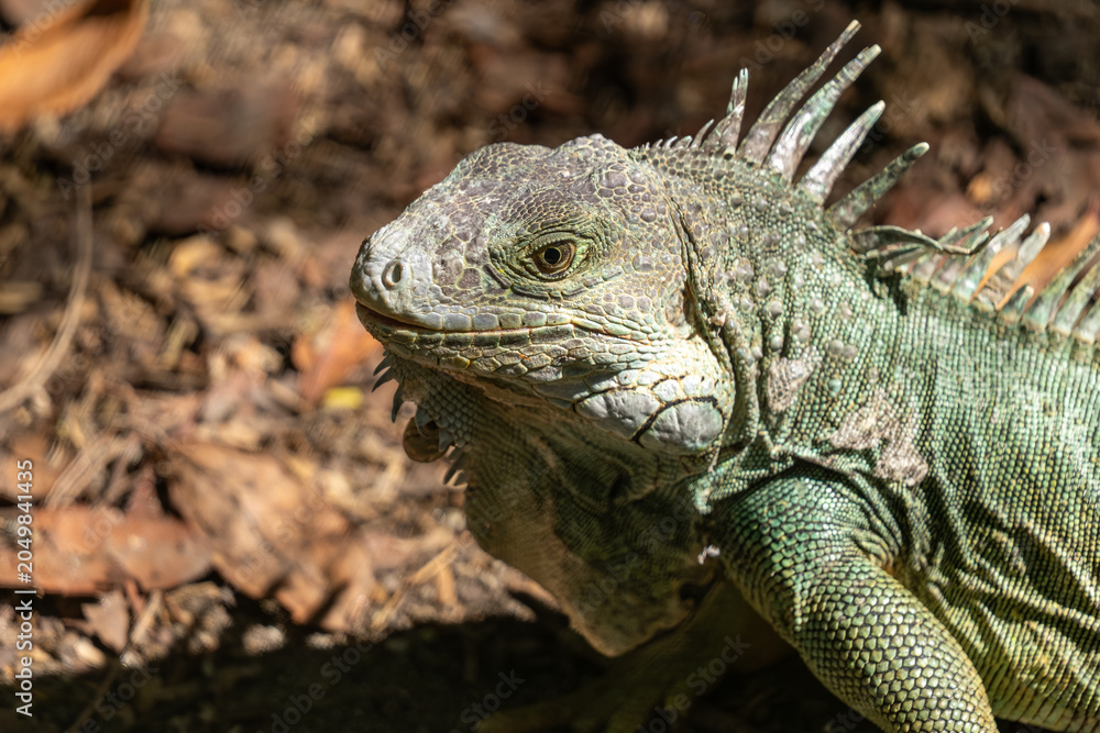 Obraz premium Green iguana closeup on tropical forest floor