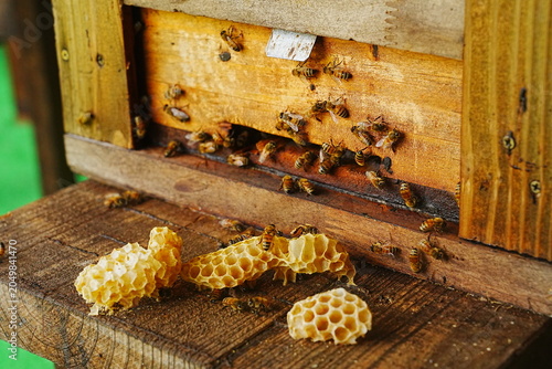 Honeybees Flying Around a Wooden Beehive Box with Natural Beeswax