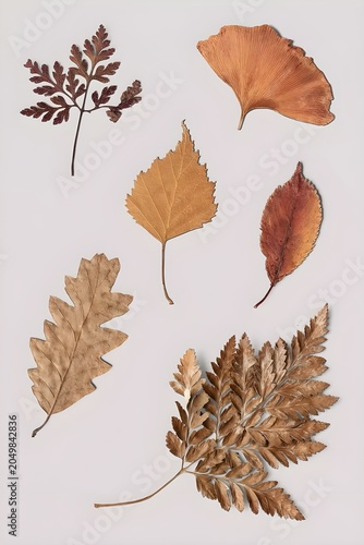 autumn leaves isolated on white
