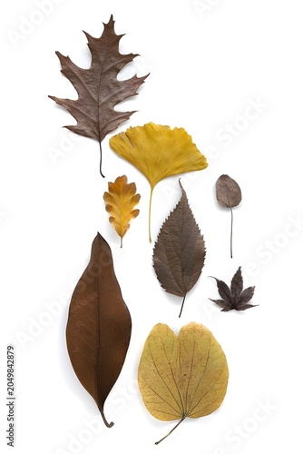 autumn leaves isolated on white