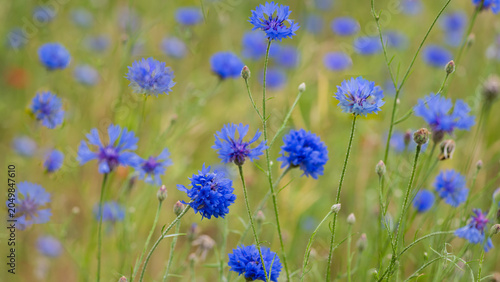 floral background full of blue cornflowers in field