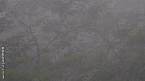 Tropical Rainstorm Through Forest Trees - Heavy Monsoon Rain Indonesia Atmospheric Nature Footage