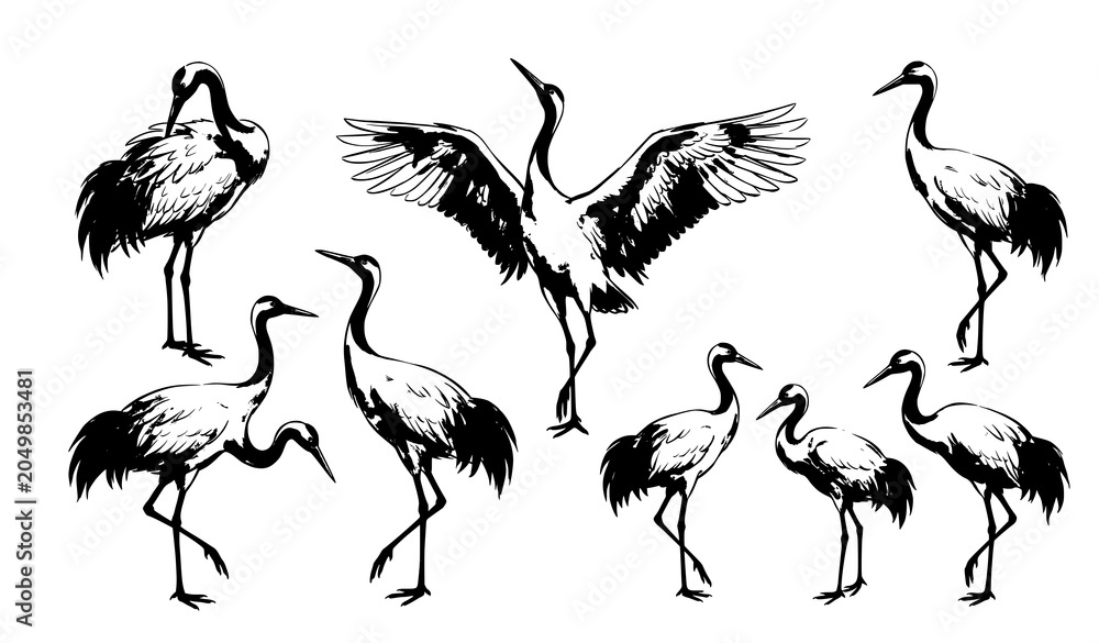 Obraz premium Chinese Ink Wash Crane Bird Collection Hand Drawn Vector Illustration Set