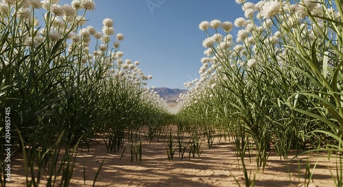 Lush Green Field of White Flowers Under a Clear Blue Sky.