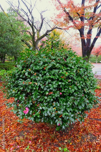 花の咲き始めたサザンカの花と欅の枯れ葉の散った冬の雨上がりの公園風景