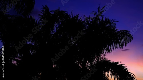Palm Tree Silhouette at Blue Purple Twilight - Dramatic Dusk Sky Jakarta Indonesia