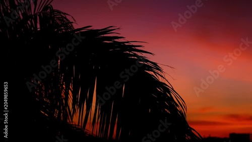 Palm Leaf Silhouette Close-Up Against Red Orange Sunset Sky - Tropical Dusk Footage Jakarta