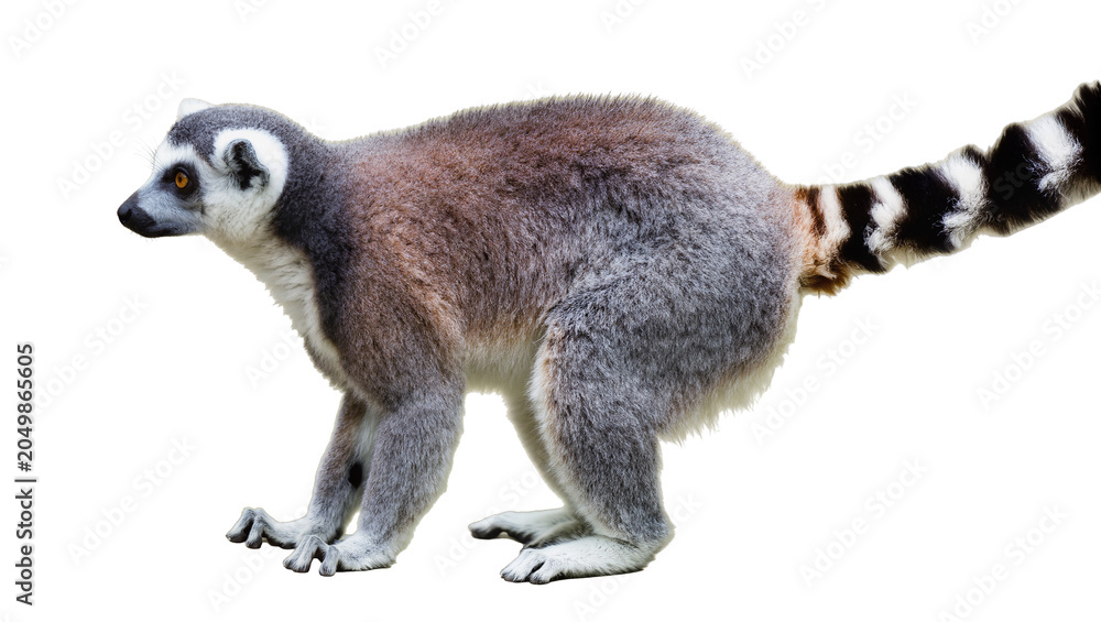 Fototapeta premium Ring-tailed lemur with striped tail, isolated on transparent background