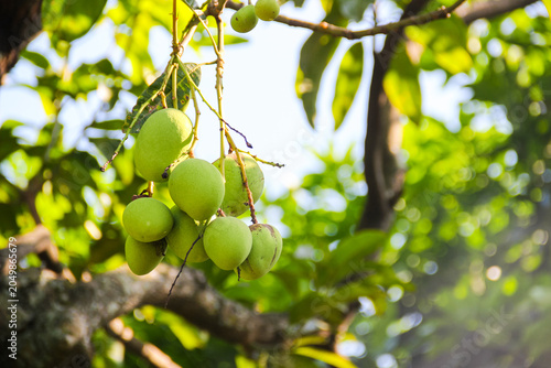 Obraz na płótnie Mangoes hang from a tree, green and plump