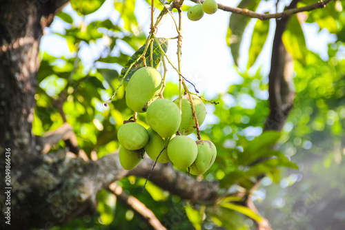 Foto Mangoes hang from a tree, green and plump
