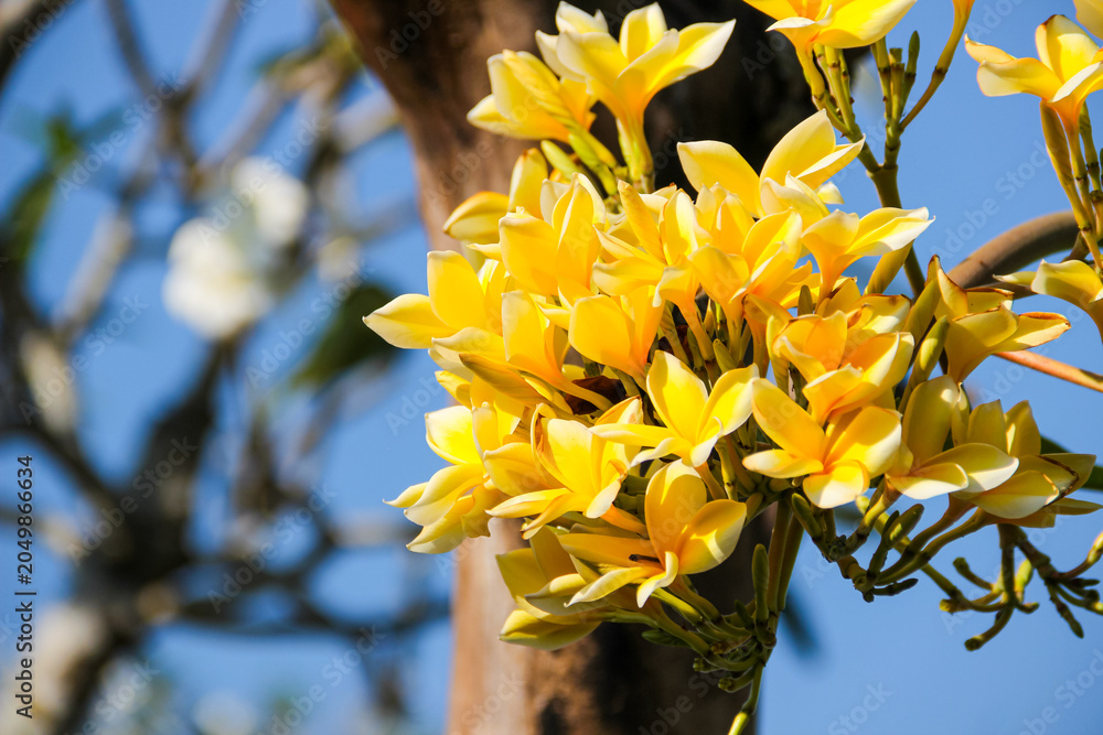 Obraz premium Vibrant yellow frangipani blooms against clear blue sky